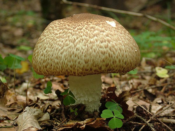 agaricus augustus