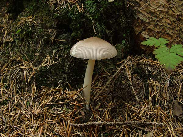 Amanita vaginata