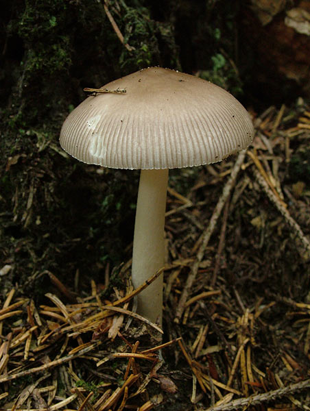 amanita vaginata