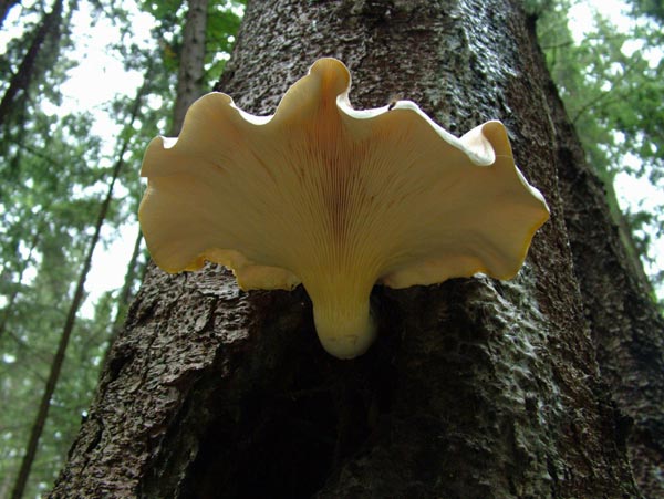 pleurotus dryinus