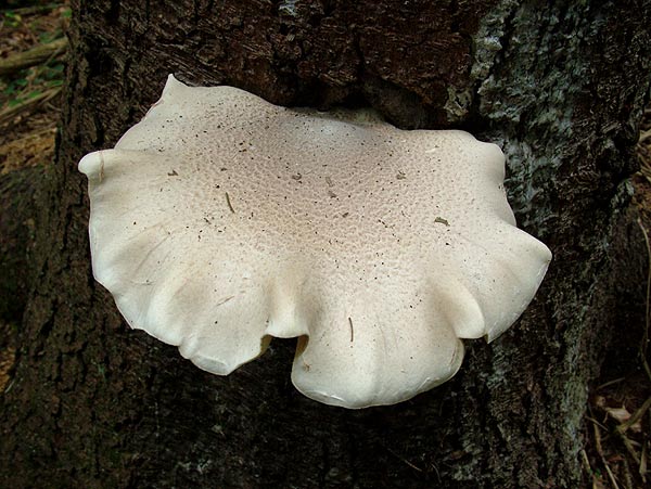 pleurotus dryinus