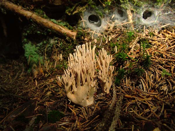 Ramaria flaccida