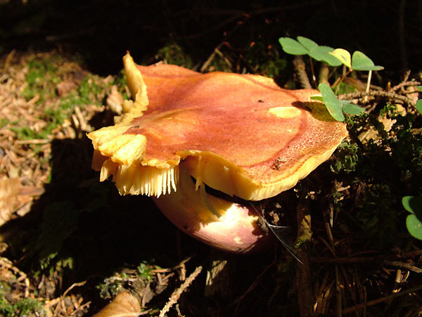 Tricholomopsis rutilans