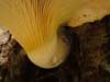 pleurotus dryinus