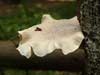 pleurotus dryinus