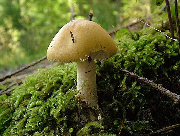 amanita gemmata