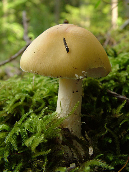 Amanita gemmata