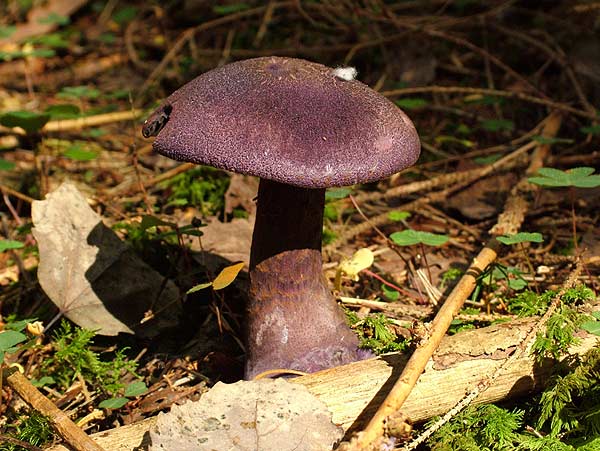 cortinarius violaceus