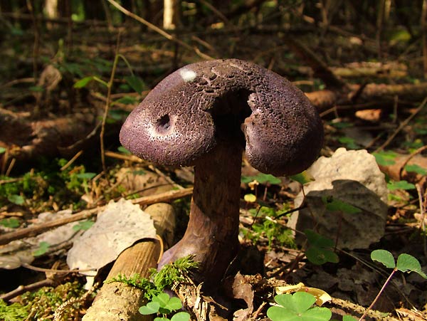 cortinarius violaceus