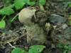 Lycoperdon excipuliforme