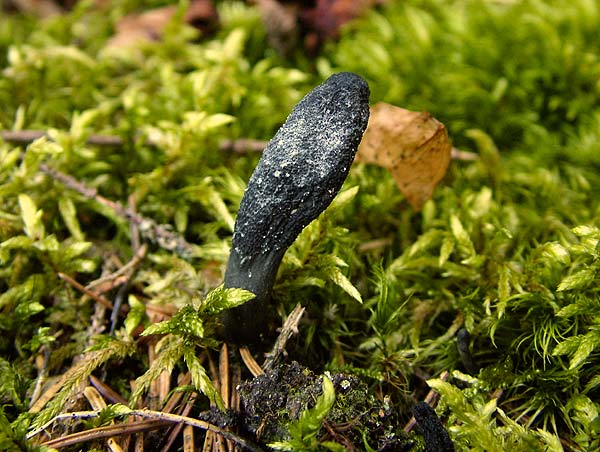 cordyceps ophioglossoides