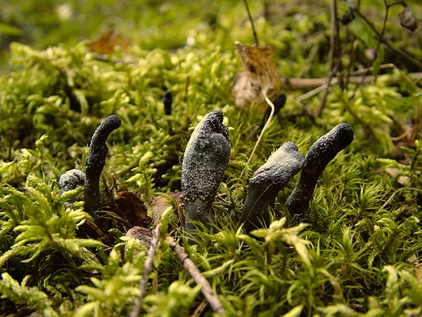 cordyceps ophioglossoides