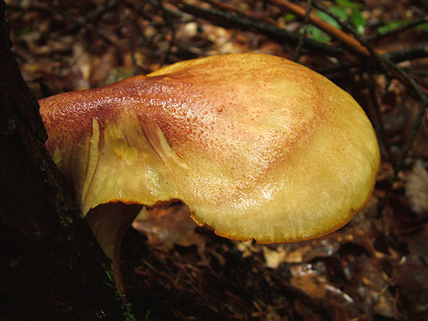 tricholomopsis rutilans