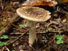 amanita rubescens