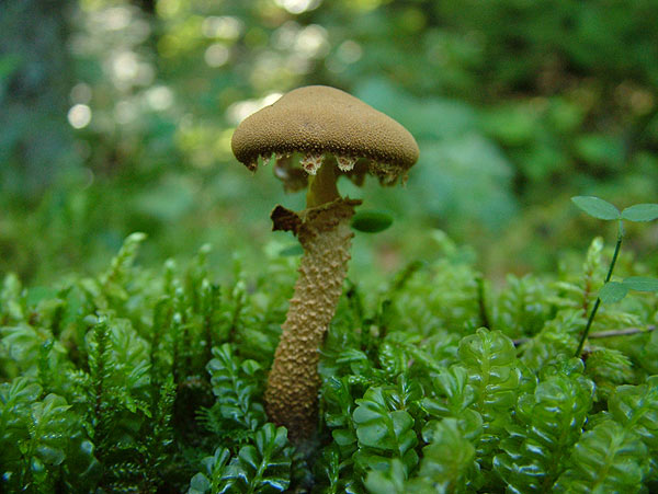 cystoderma amiantinum