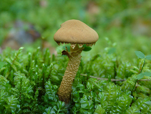 cystoderma amiantinum