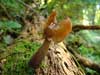 gyromitra infula