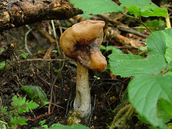 Bischofsmuetze