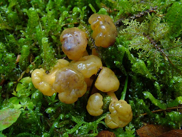 Leotia lubrica