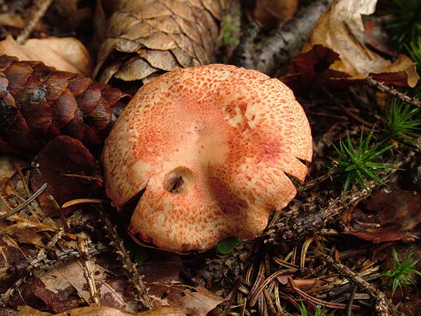 cortinarius bolaris