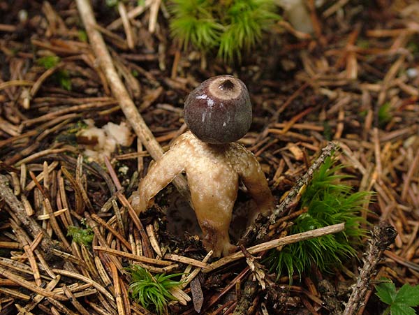 geastrum quadrifidum