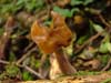 gyromitra infula