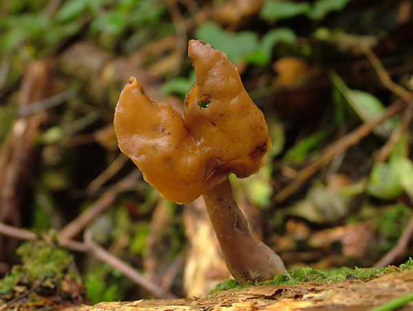 gyromitra infula