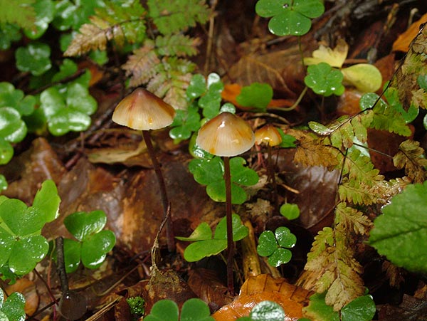 Mycena crocata