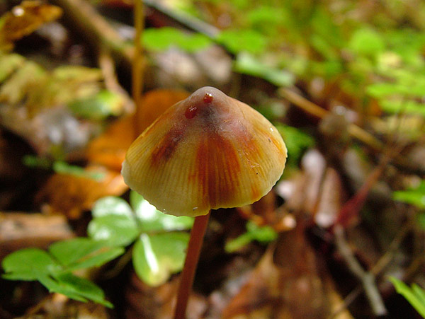 mycena crocata