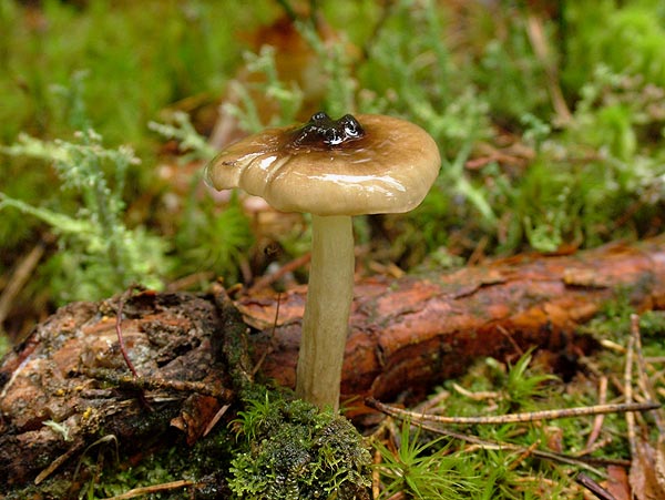 hygrophorus olivaceoalbus