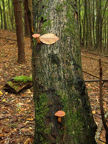 lactarius mitissimus