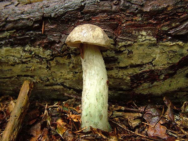 leccinum variicolor