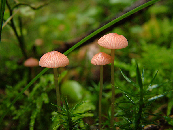 mycena rosella