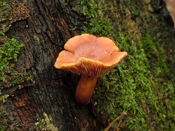 Lactarius mitissimus