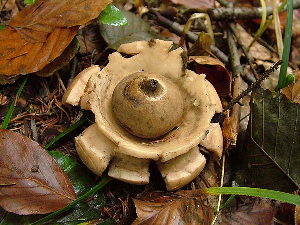 geastrum triplex