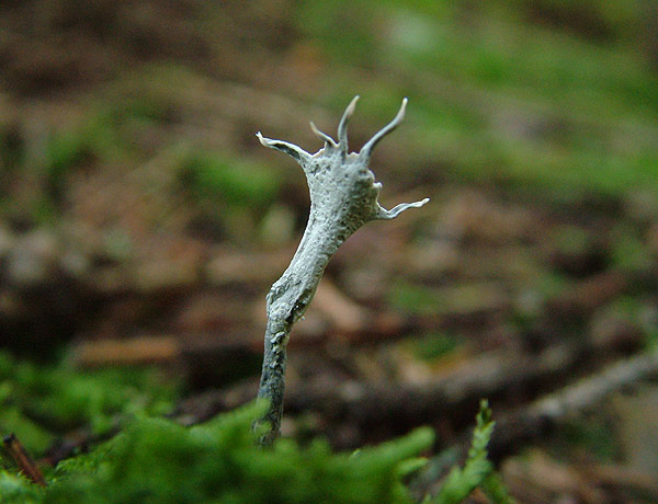 xylaria hypoxylon