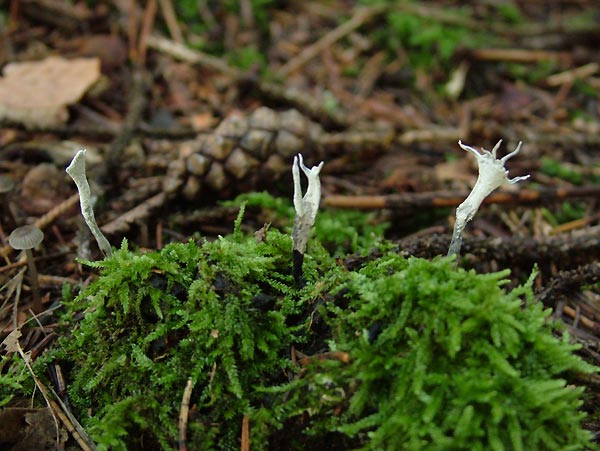 xylaria hypoxylon