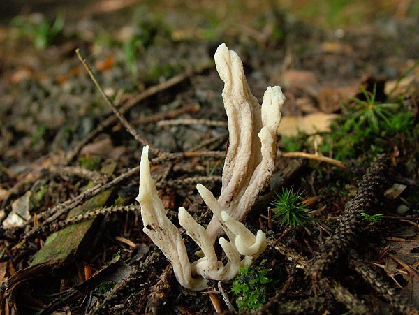 clavulina rugosa