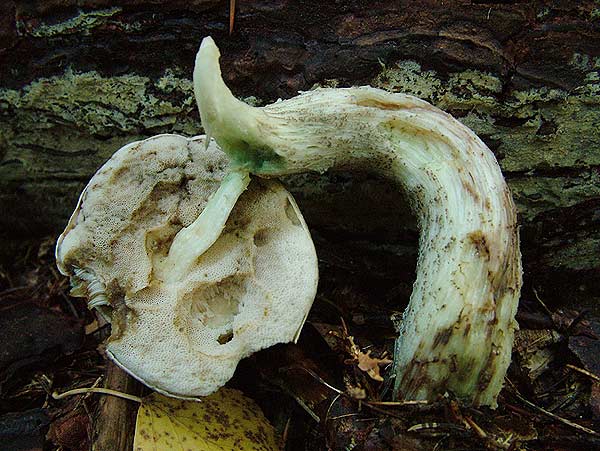 leccinum holopus