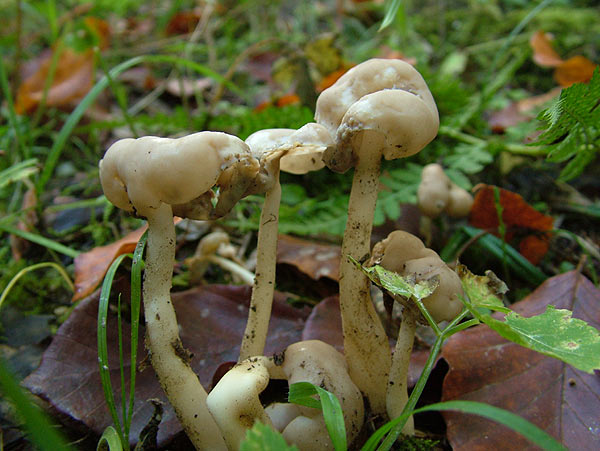 Helvella elastica