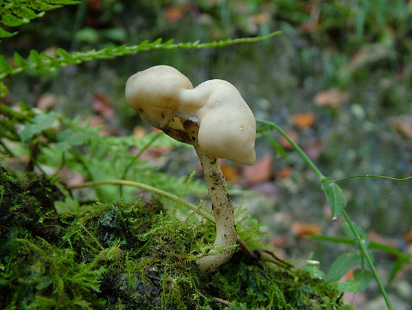 helvella elastica