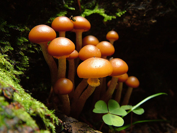 galerina autumnalis