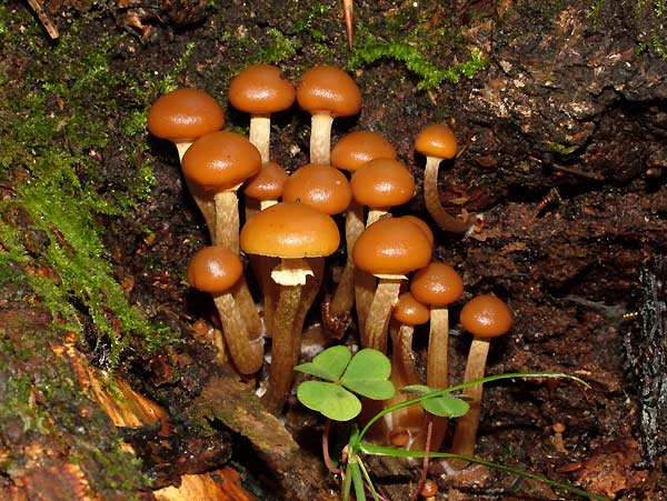 Galerina autumnalis