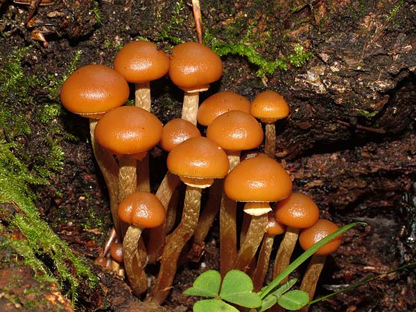 galerina autumnalis