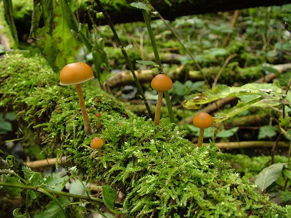 galerina sp.