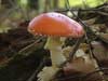 amanita muscaria