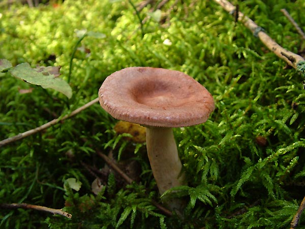 lactarius rufus