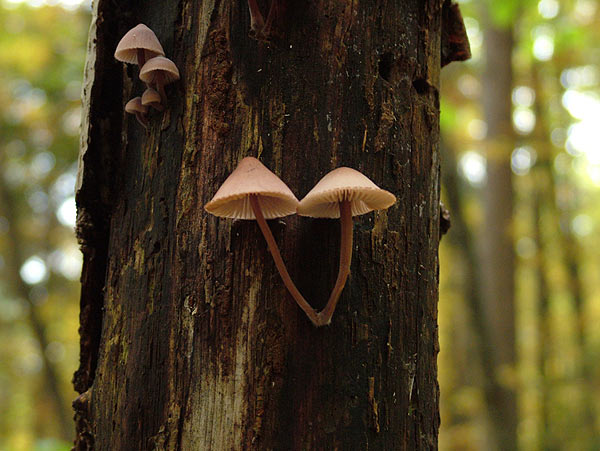 mycena haematopus