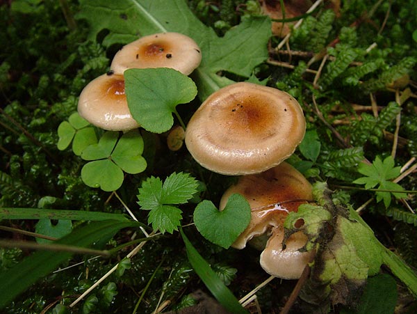 hygrophorus discoideus