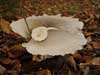 clitocybe nebularis